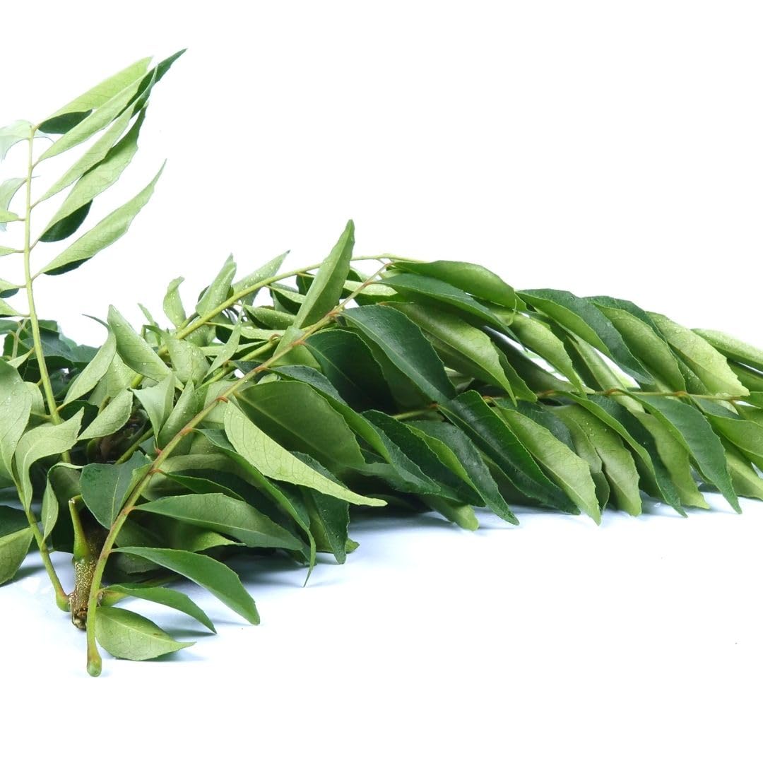 Curry Forest Curry Leaves