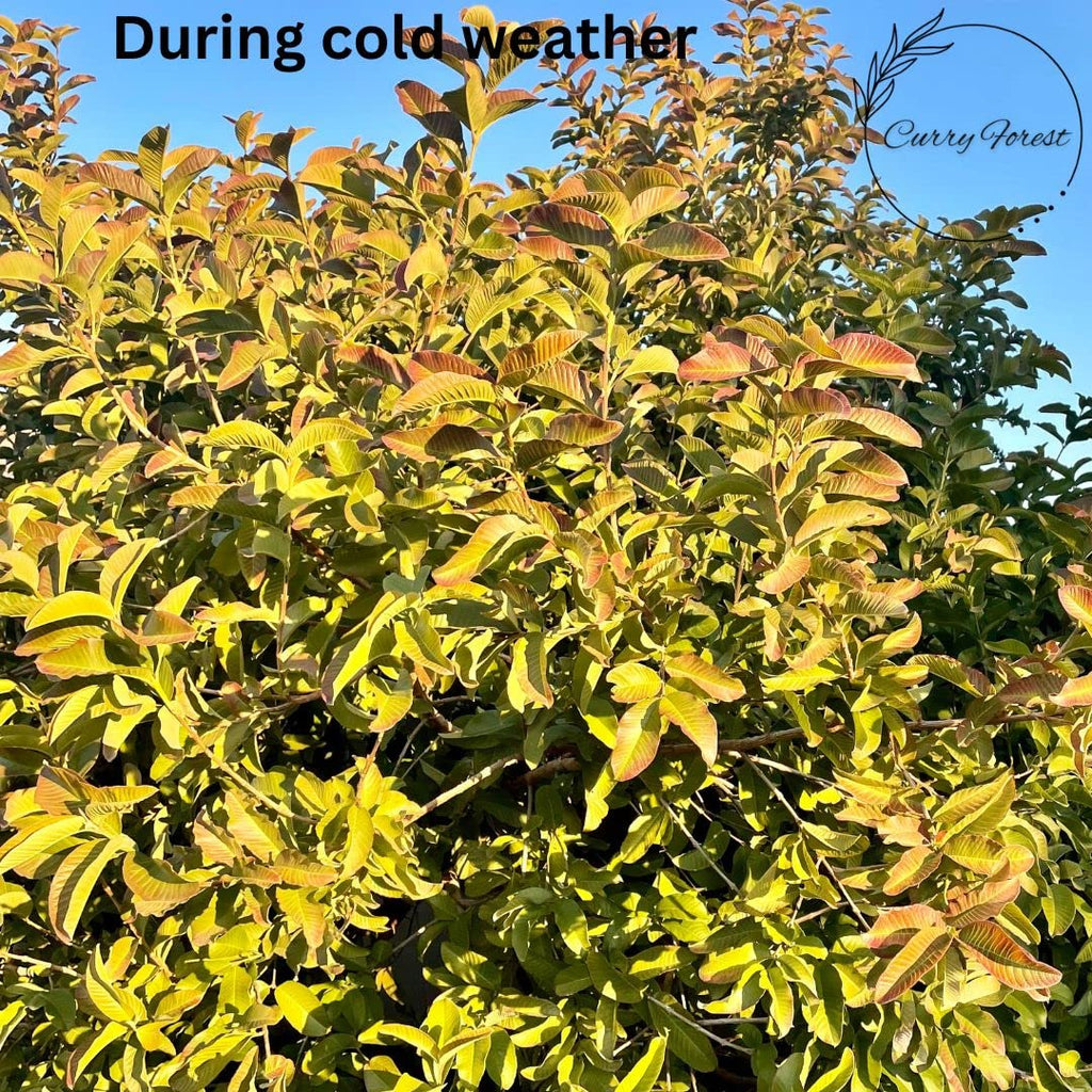 Curry Forest Organic Fresh Guava Leaves - 100% Natural, Pesticide-Free, USA Grown Loose Leaf for Herbal Tea - 3oz (50+ Leaves)