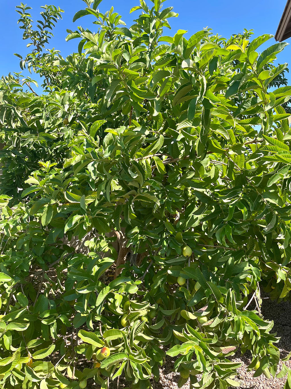 Curry Forest Organic Fresh Guava Leaves - 100% Natural, Pesticide-Free, USA Grown Loose Leaf for Herbal Tea - 3oz (50+ Leaves)
