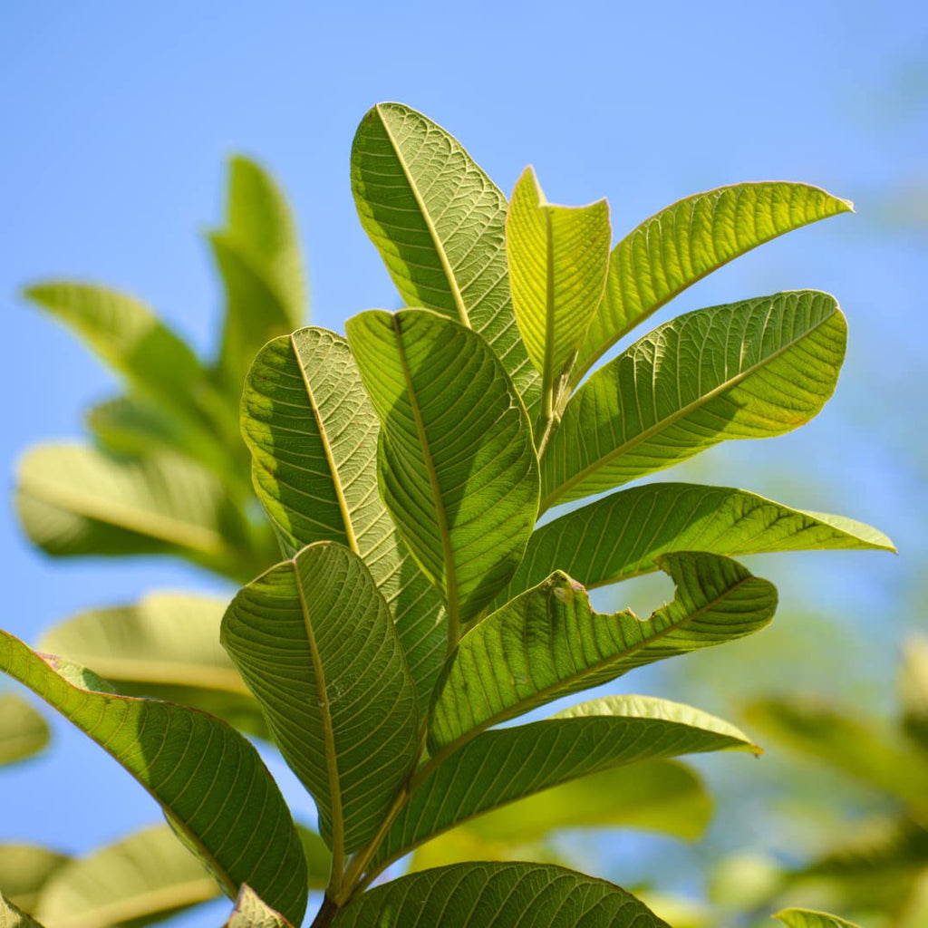 Curry Forest Organic Fresh Guava Leaves - 100% Natural, Pesticide-Free, USA Grown Loose Leaf for Herbal Tea - 3oz (50+ Leaves)