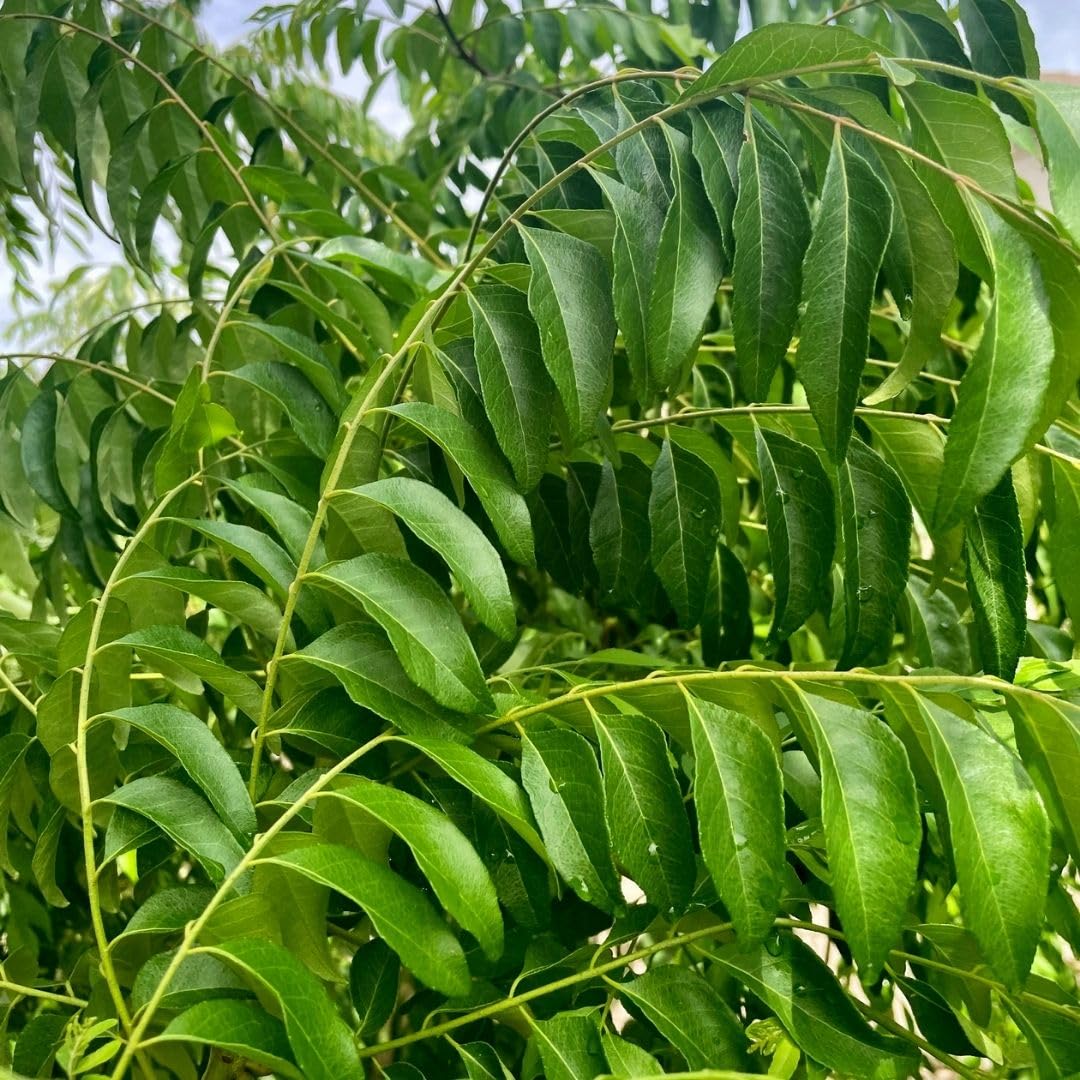 Curry Forest Curry Leaves