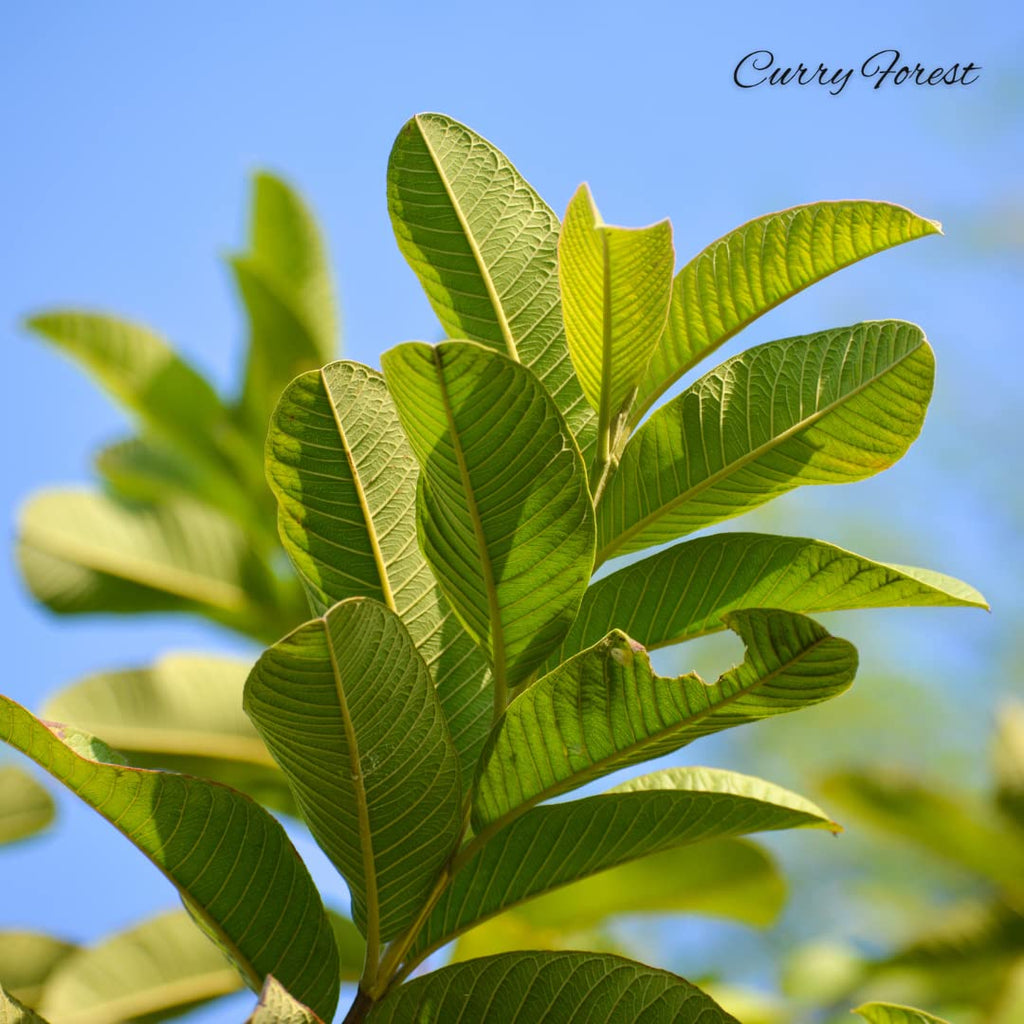 Curry Forest Organic Fresh Guava Leaves - 100% Natural, Pesticide-Free, USA Grown Loose Leaf for Herbal Tea - 3oz (50+ Leaves)