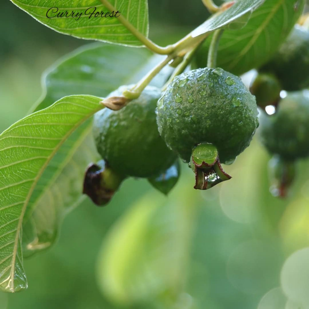 Curry Forest Organic Fresh Guava Leaves - 100% Natural, Pesticide-Free, USA Grown Loose Leaf for Herbal Tea - 3oz (50+ Leaves)