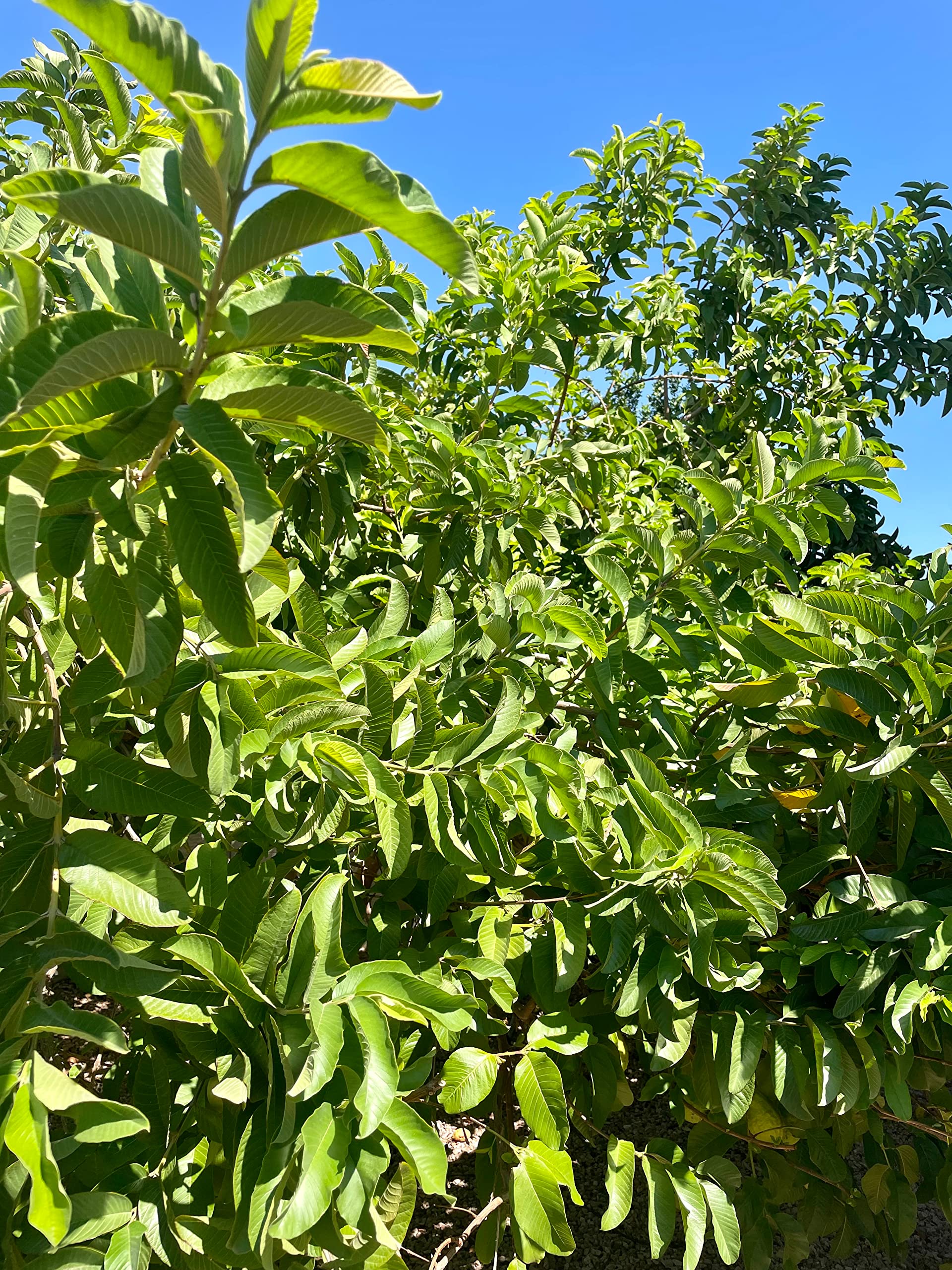 Curry Forest Organic Fresh Guava Leaves - 100% Natural, Pesticide-Free, USA Grown Loose Leaf for Herbal Tea - 3oz (50+ Leaves)
